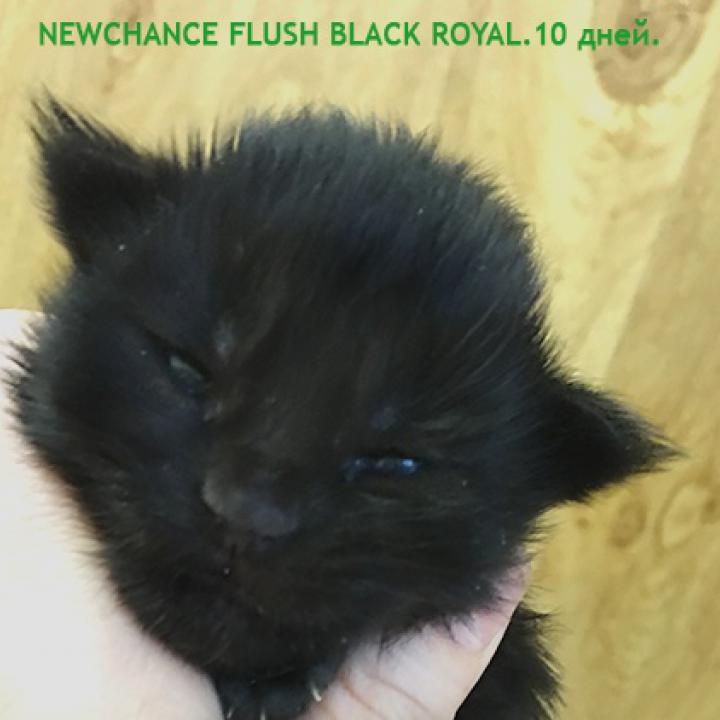 Flush Black Royal