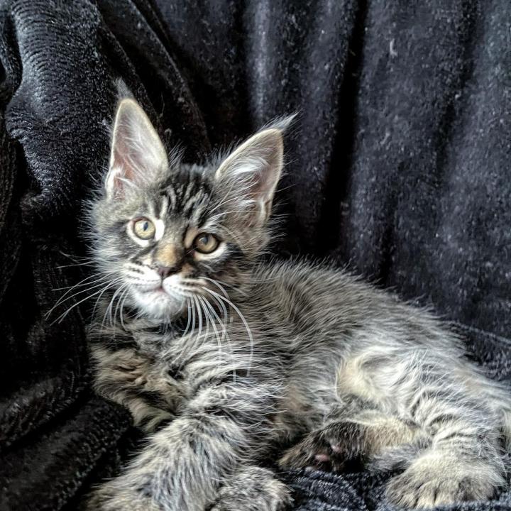 #maine_coons  #mainecoon #mainecoon_of_insta #mainecoons #maine_coon  #availablecats #продажамейнкун #availablemainecoon #mainecooncat #mainecoonkitten #mainecooncattery #catmainecoon #mainecoonfun #mainecoonavailable #мейнкункупить #mainecoonrussia #mainecoonkitten #мейнкункотята #mainecoonkittens #мейнкунроссия #mainecoonstyle #mainecoonlove #maine_coon_cats #мейнкун #мейн_кун #mainecoonbaby #mainecoonlove #mainecoongram #mainecoonlife #mainecooncattery #mainecooncorner